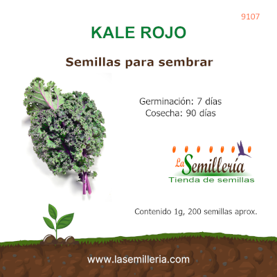 Foto de Sobre de Semillas de Kale Rojo