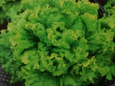 Foto de Semillas de Lechuga Green Salad Bowl